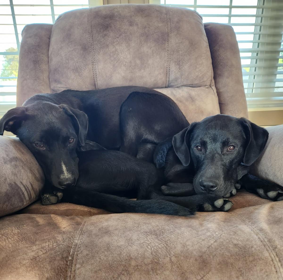 Jonah & Jobe, a ADOPTABLE Black Labrador Retriever in Louisville, OH image 3/6