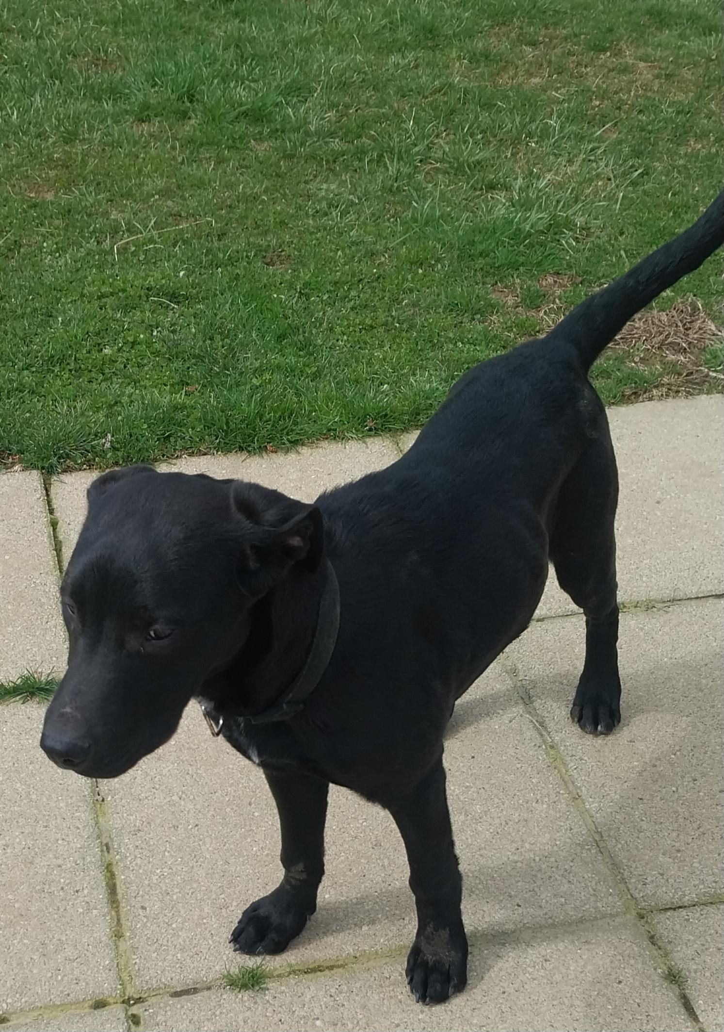 Enlarge Jonah & Jobe, a ADOPTABLE Black Labrador Retriever in Louisville, OH image 4/5