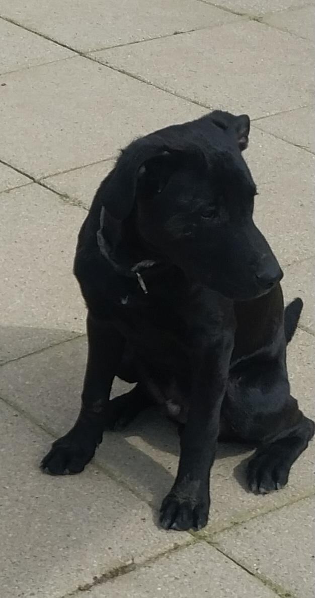 Enlarge Jonah & Jobe, a ADOPTABLE Black Labrador Retriever in Louisville, OH image 3/5