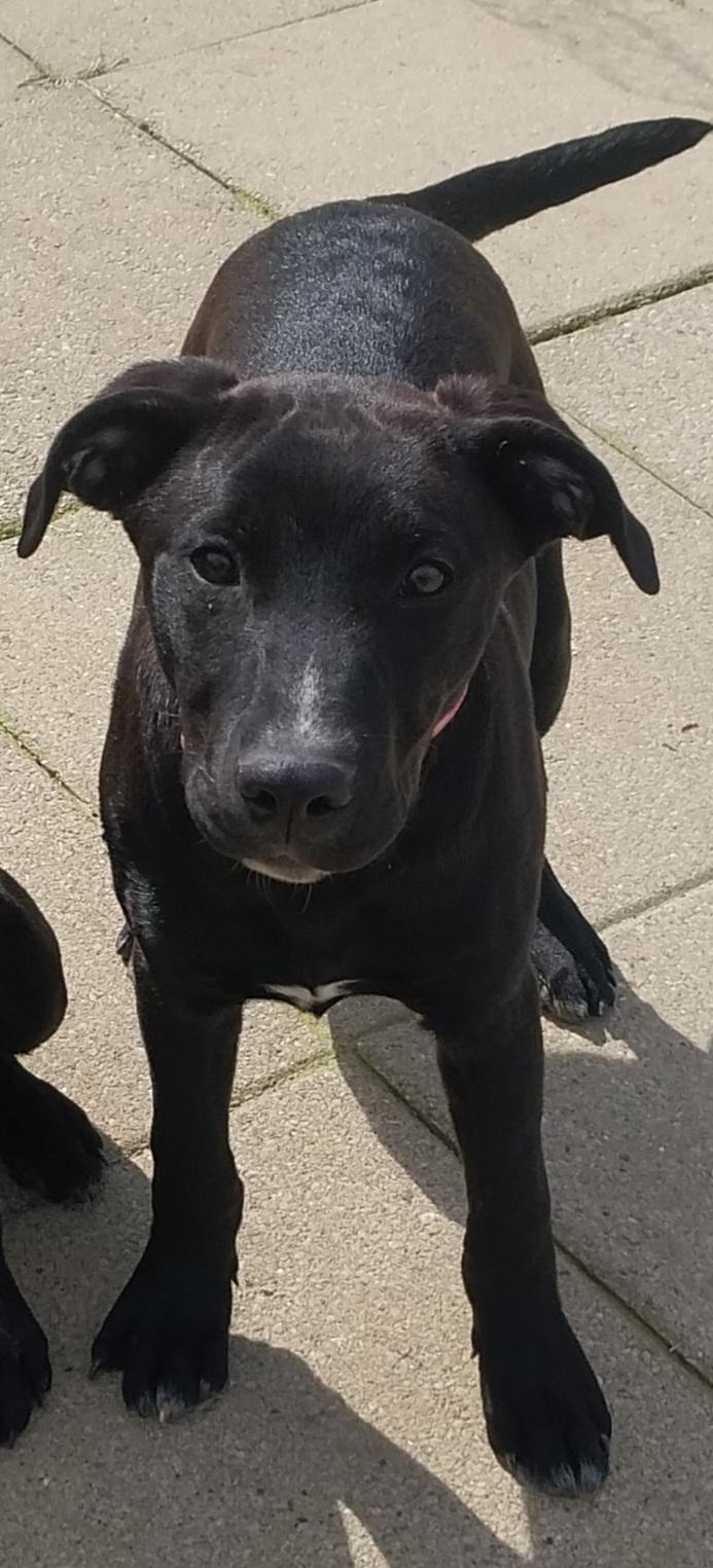 Enlarge Jonah & Jobe, a ADOPTABLE Black Labrador Retriever in Louisville, OH image 2/5