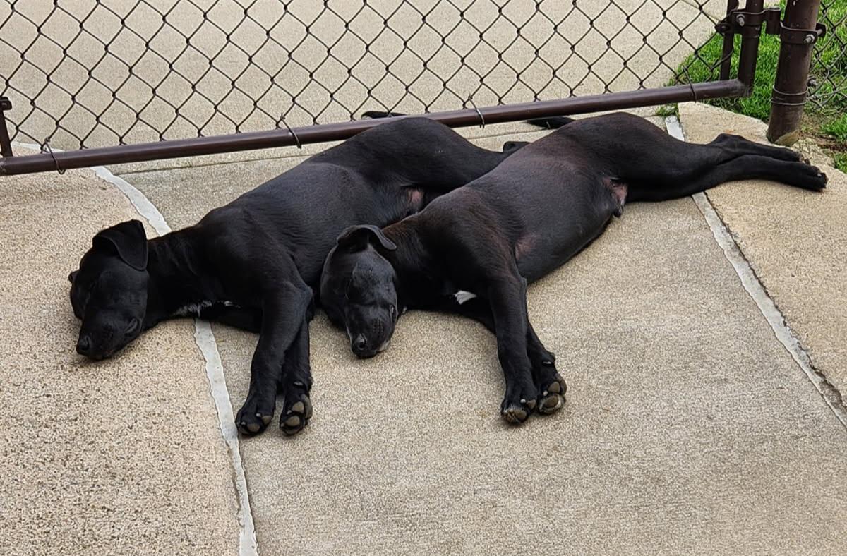 Jonah & Jobe, ADOPTABLE, Young Male Black Labrador Retriever.