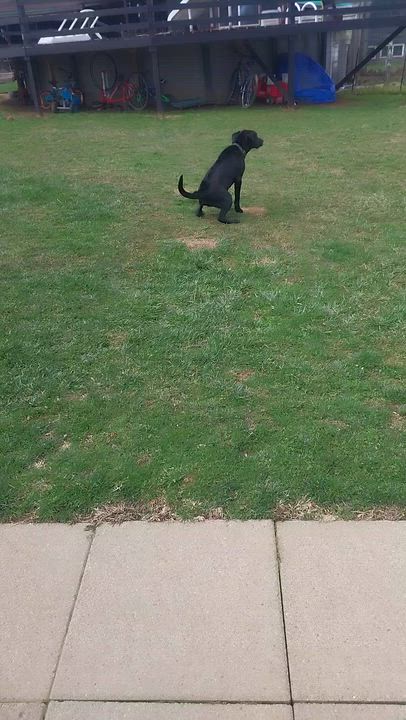 Enlarge Jonah & Jobe, a ADOPTABLE Black Labrador Retriever in Louisville, OH video 5/5