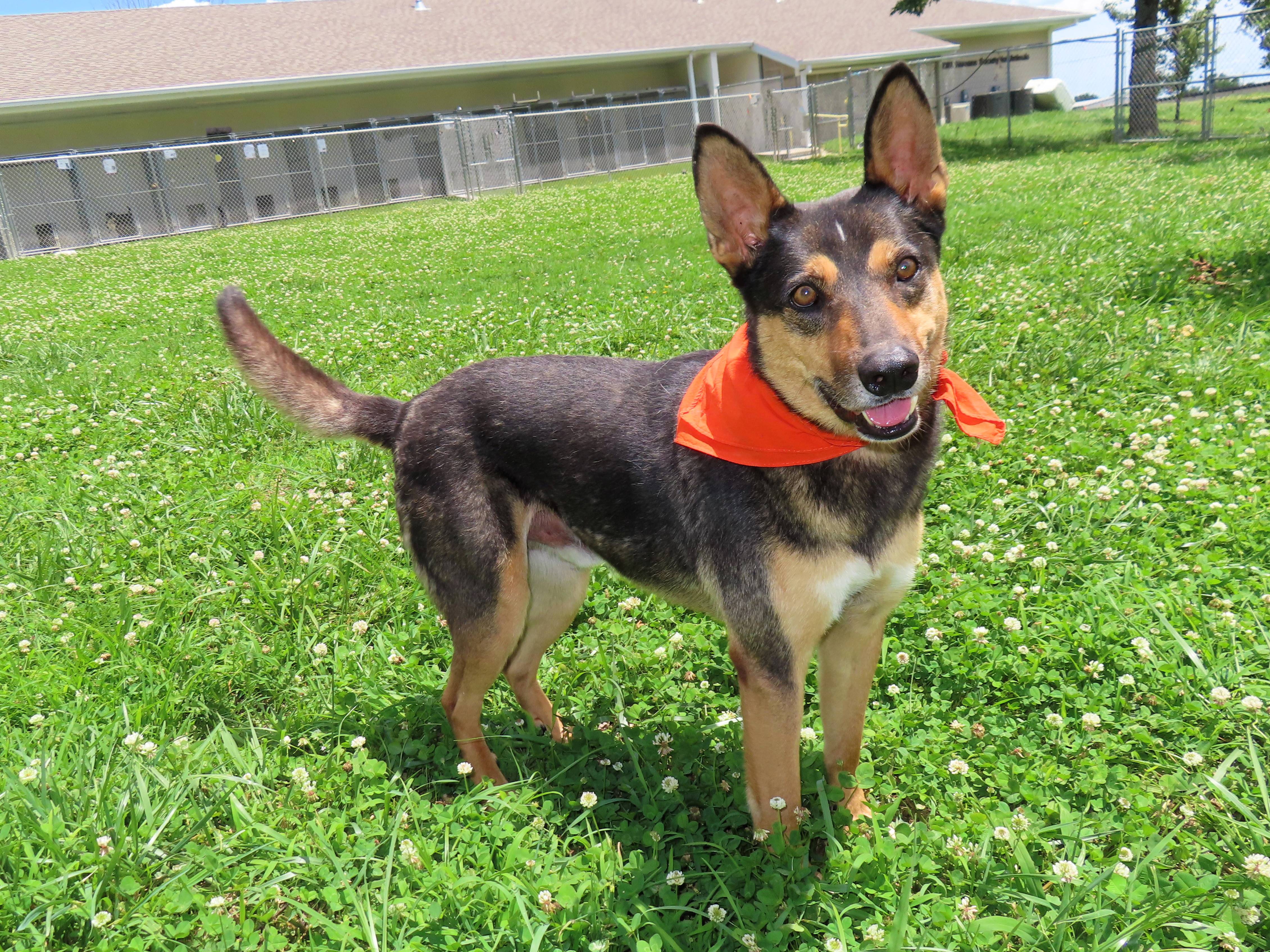 Baxter, an adoptable German Shepherd Dog, Collie in St. Cloud, MN, 56301 | Photo Image 2