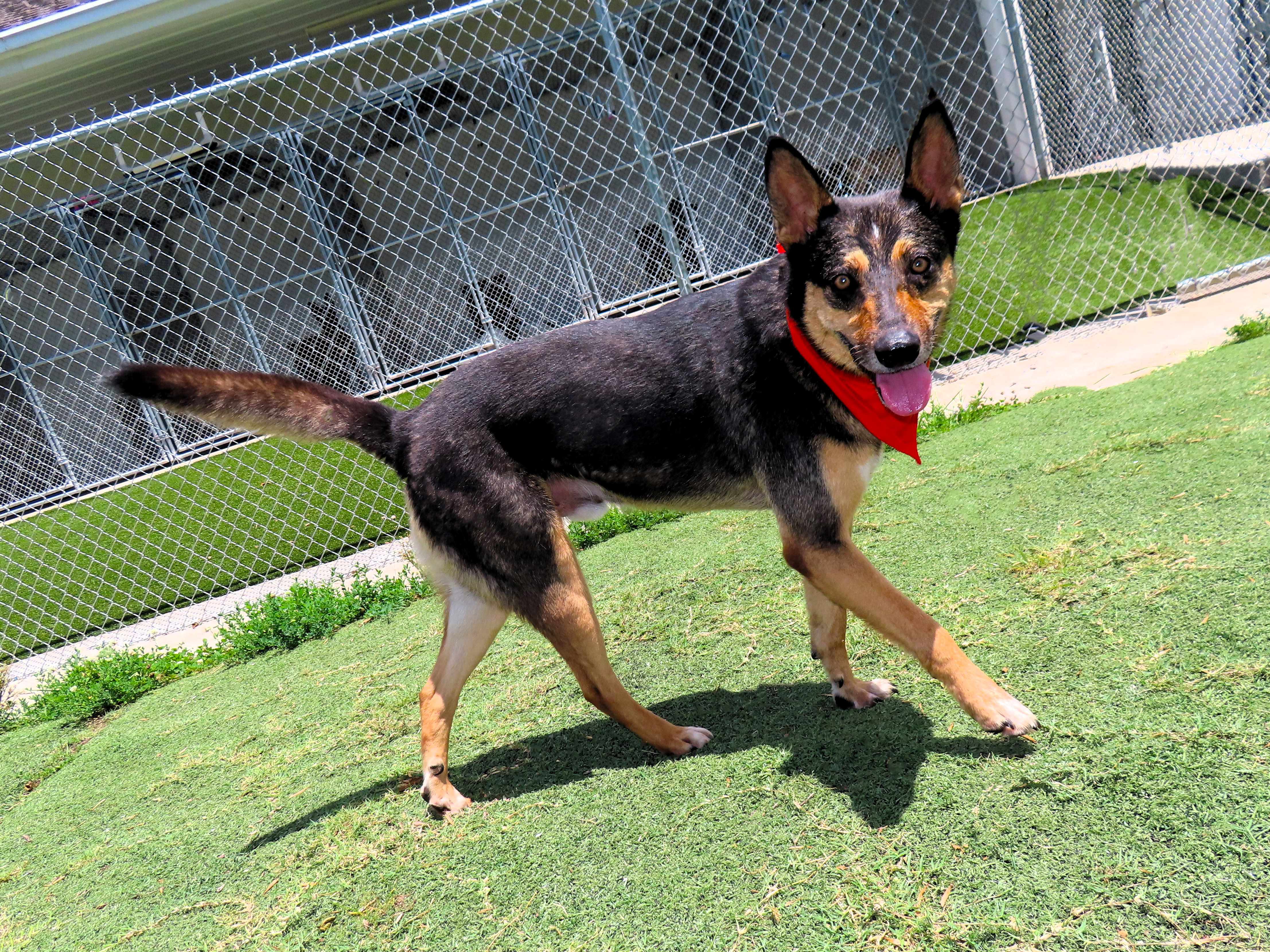Baxter photo 3