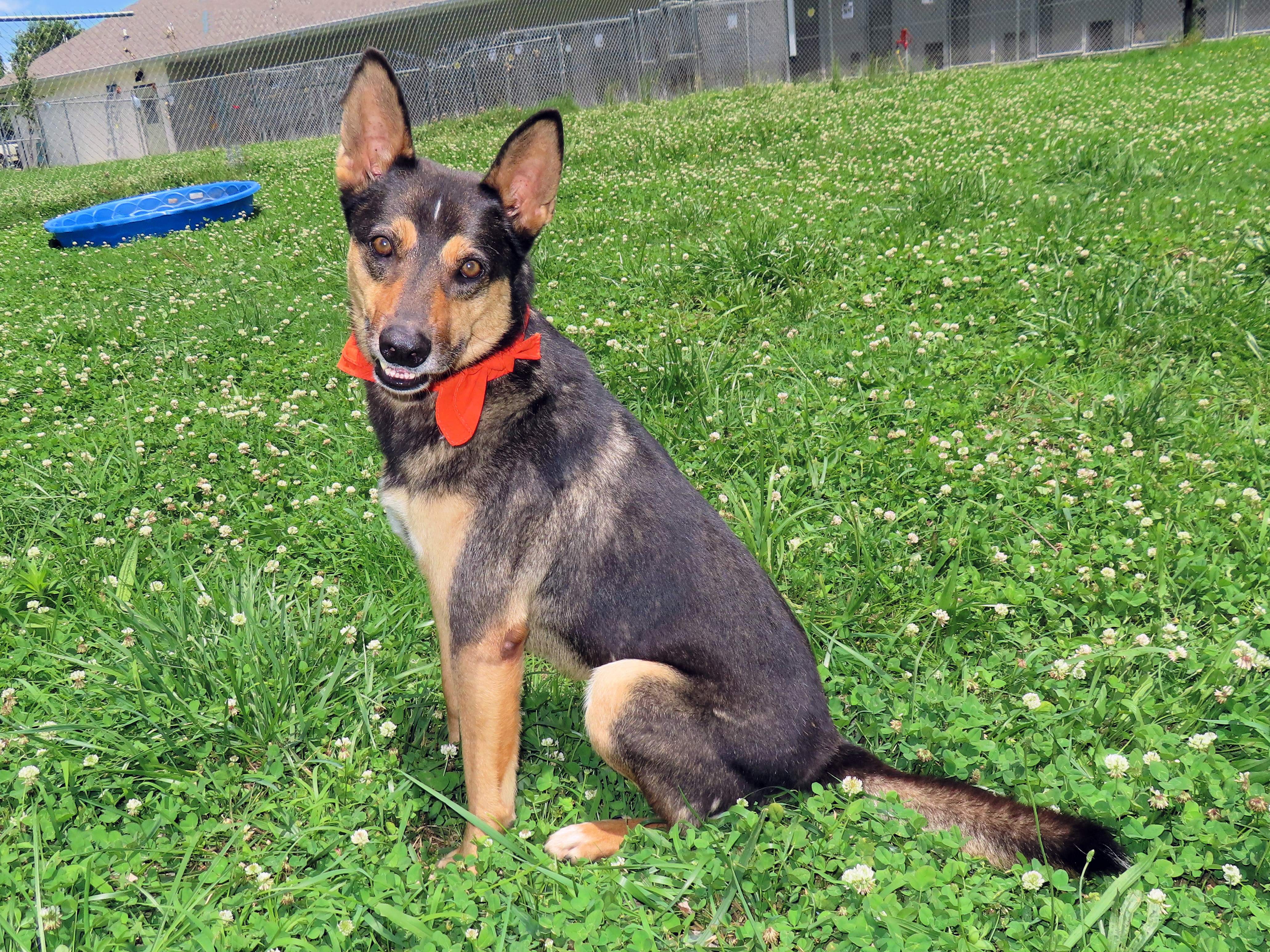 Baxter, Adult Male German Shepherd Dog