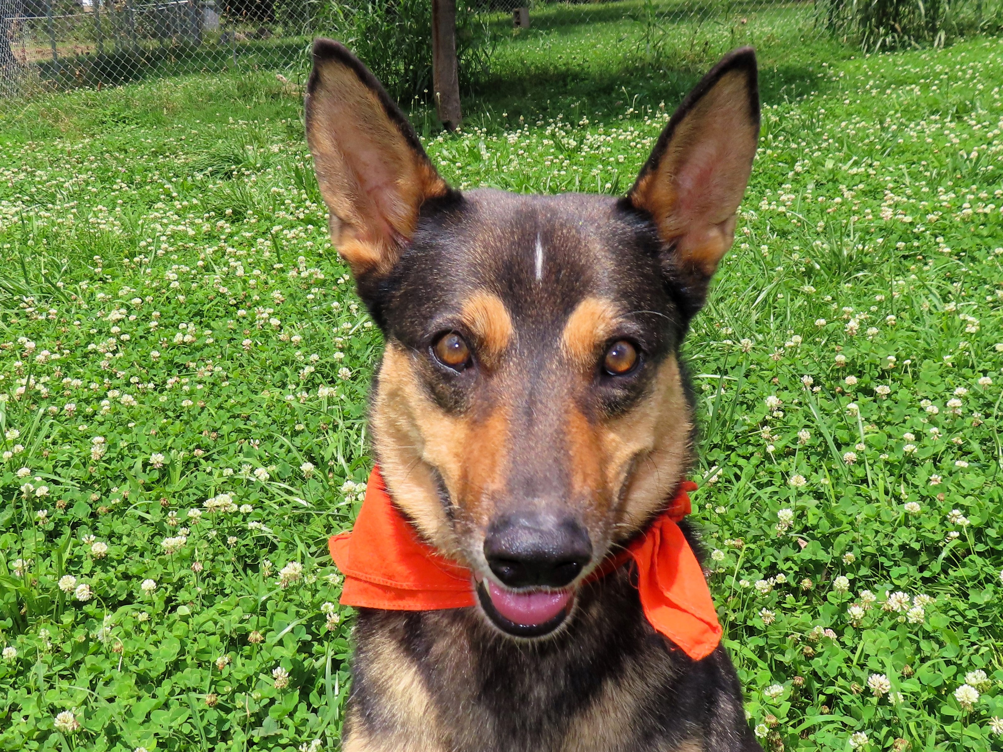 Baxter photo 4