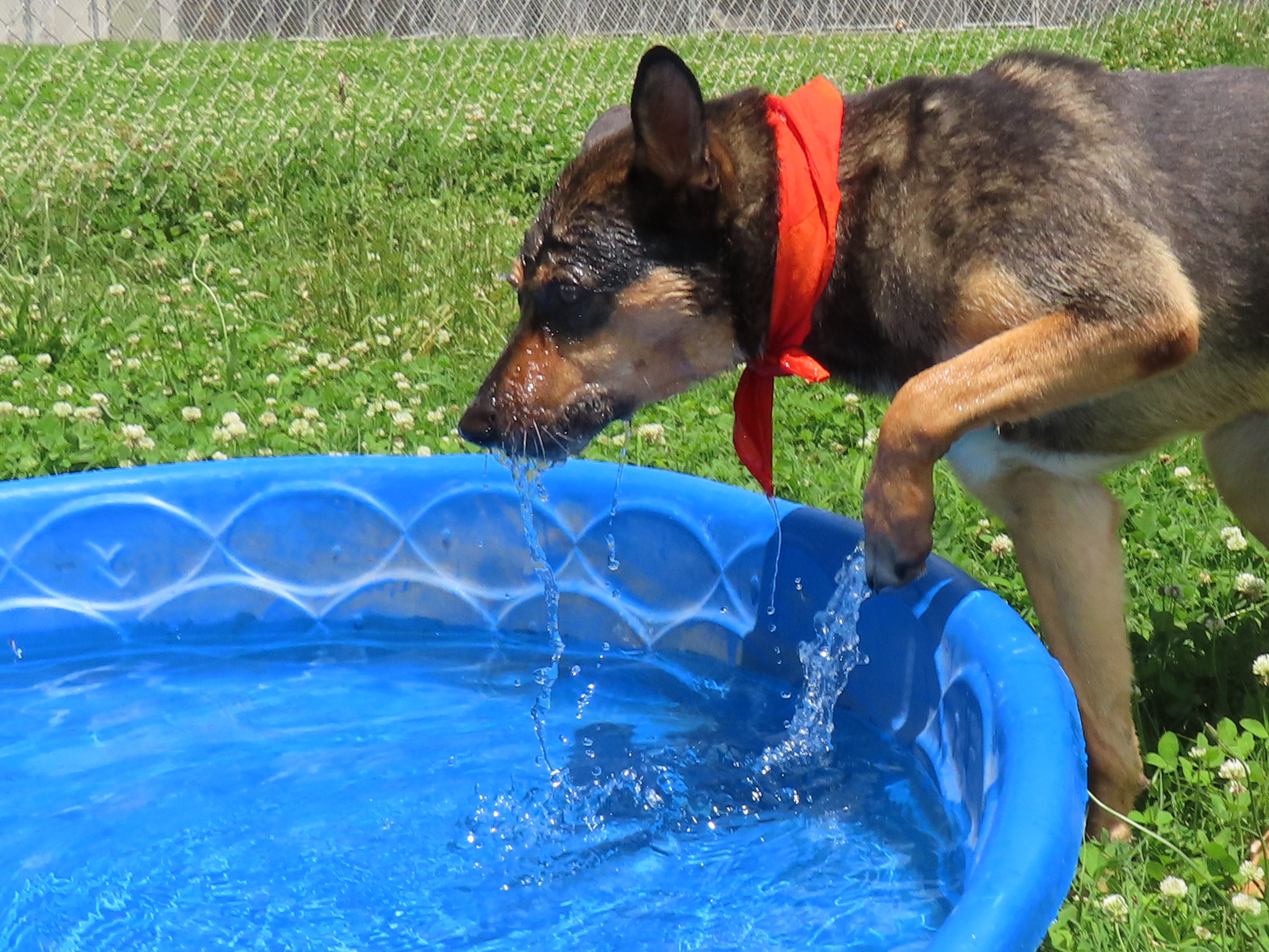Baxter, an adoptable German Shepherd Dog, Collie in St. Cloud, MN, 56301 | Photo Image 5