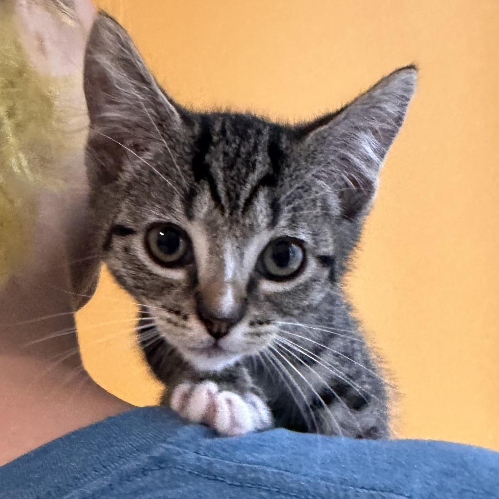 Enlarge Harlynn, a Adoptable Domestic Short Hair in Chesapeake, VA image 1/2