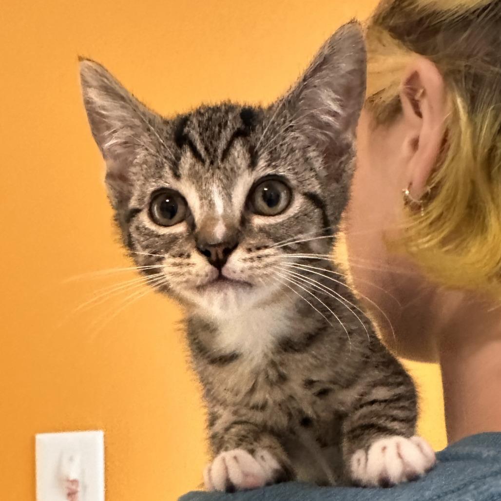 Enlarge Harlynn, a Adoptable Domestic Short Hair in Chesapeake, VA image 2/2