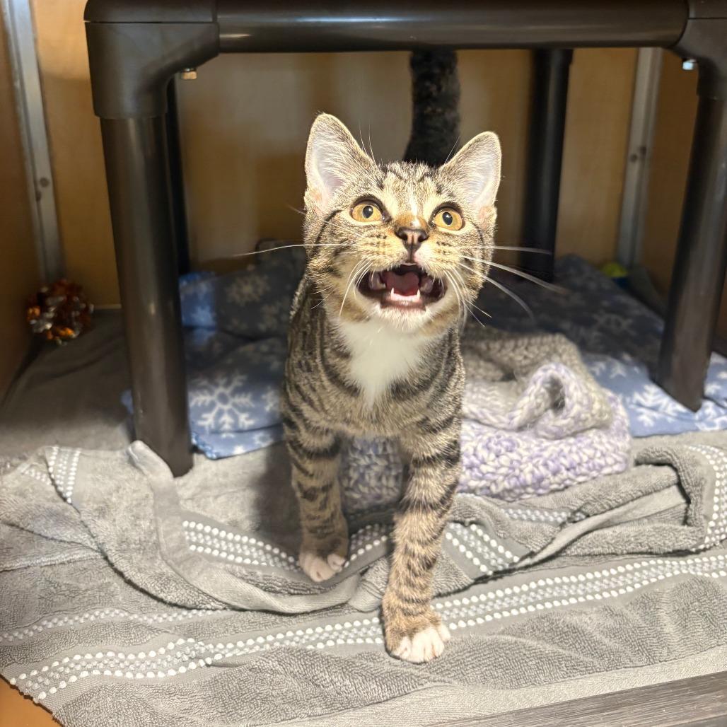 Enlarge Harlynn, a Adoptable Domestic Short Hair in Chesapeake, VA image 3/6