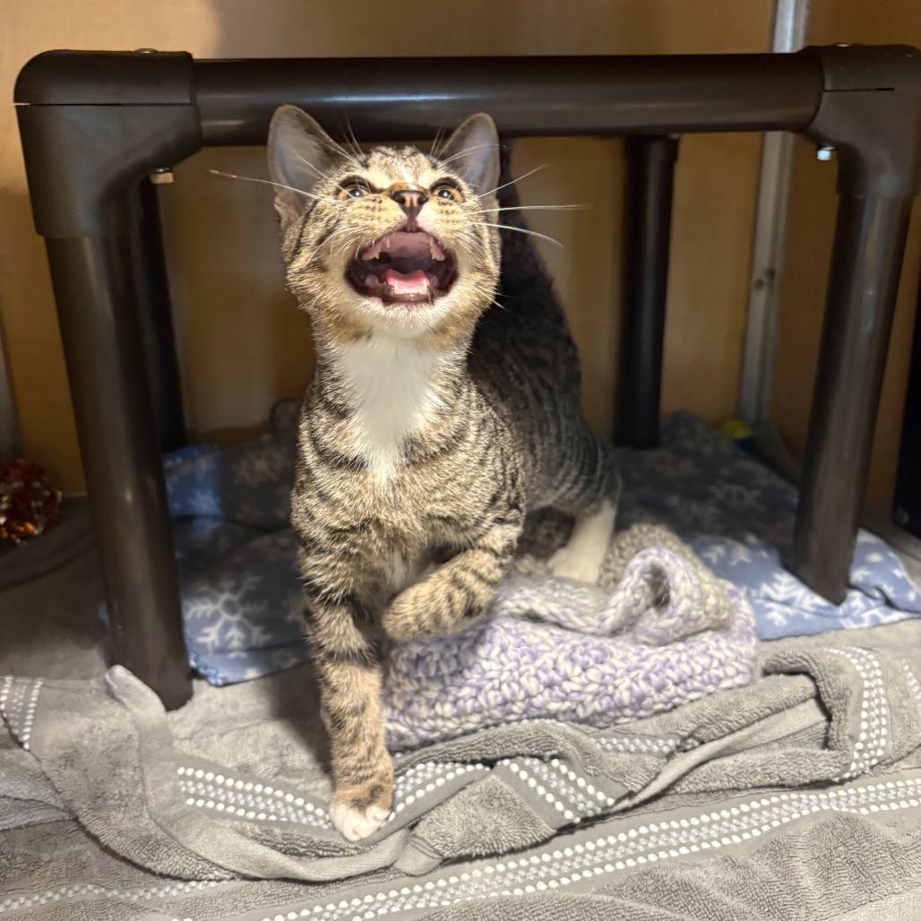 Enlarge Harlynn, a Adoptable Domestic Short Hair in Chesapeake, VA image 4/6
