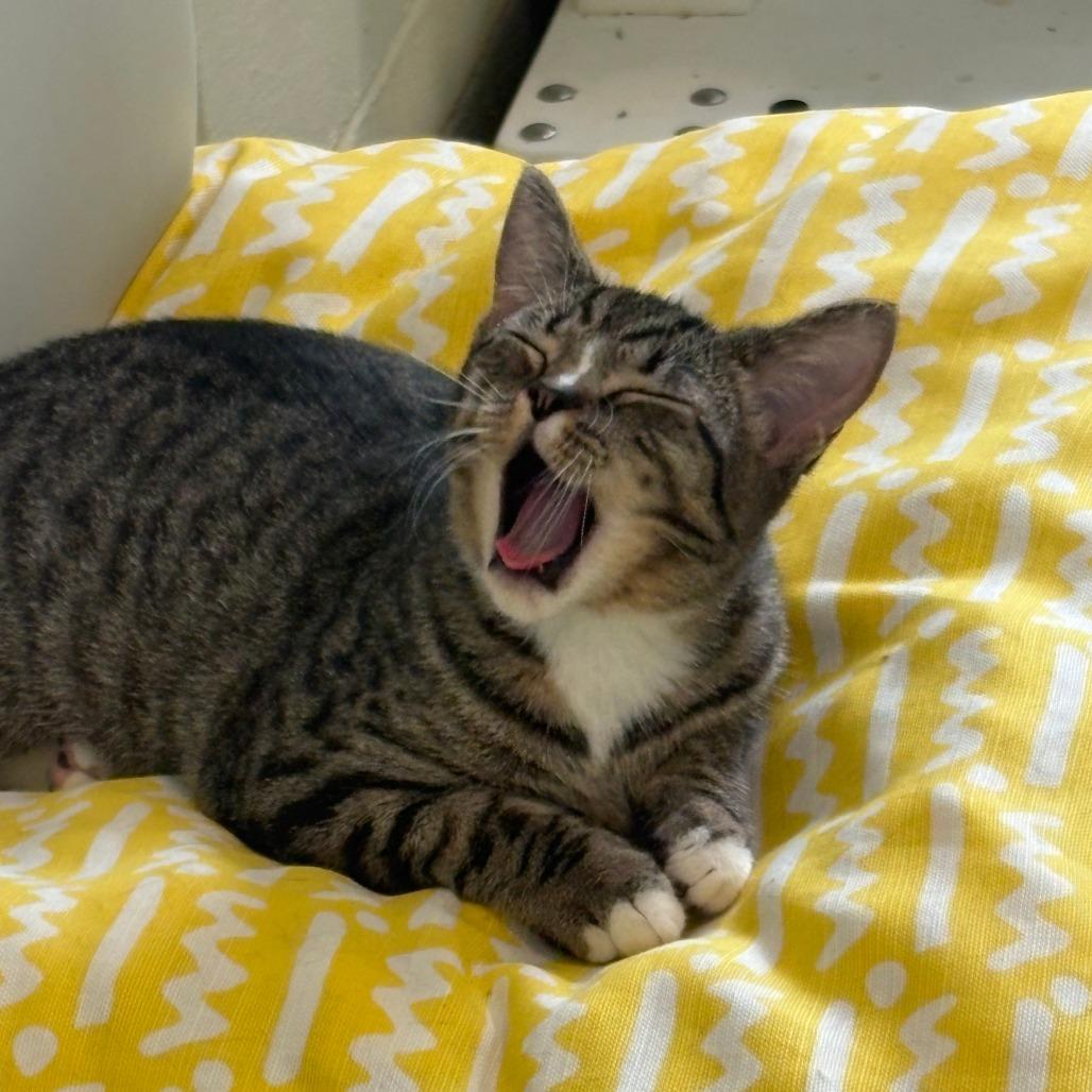 Enlarge Harlynn, a Adoptable Domestic Short Hair in Chesapeake, VA image 5/6