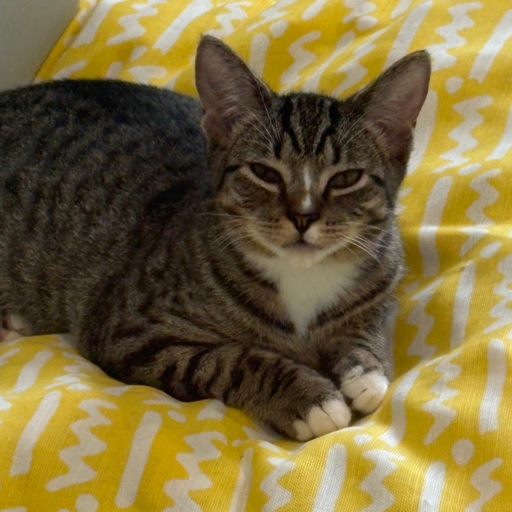 Enlarge Harlynn, a Adoptable Domestic Short Hair in Chesapeake, VA image 6/6