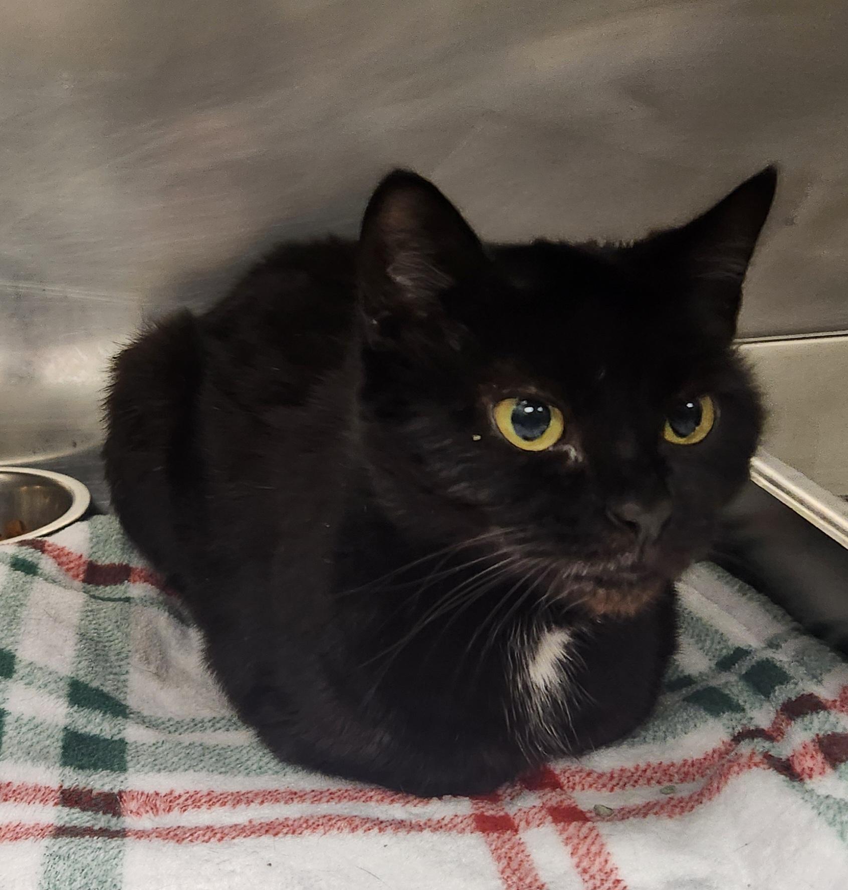 Enlarge Ursula , a ADOPTABLE Domestic Short Hair in Clayton, NJ image 1/1