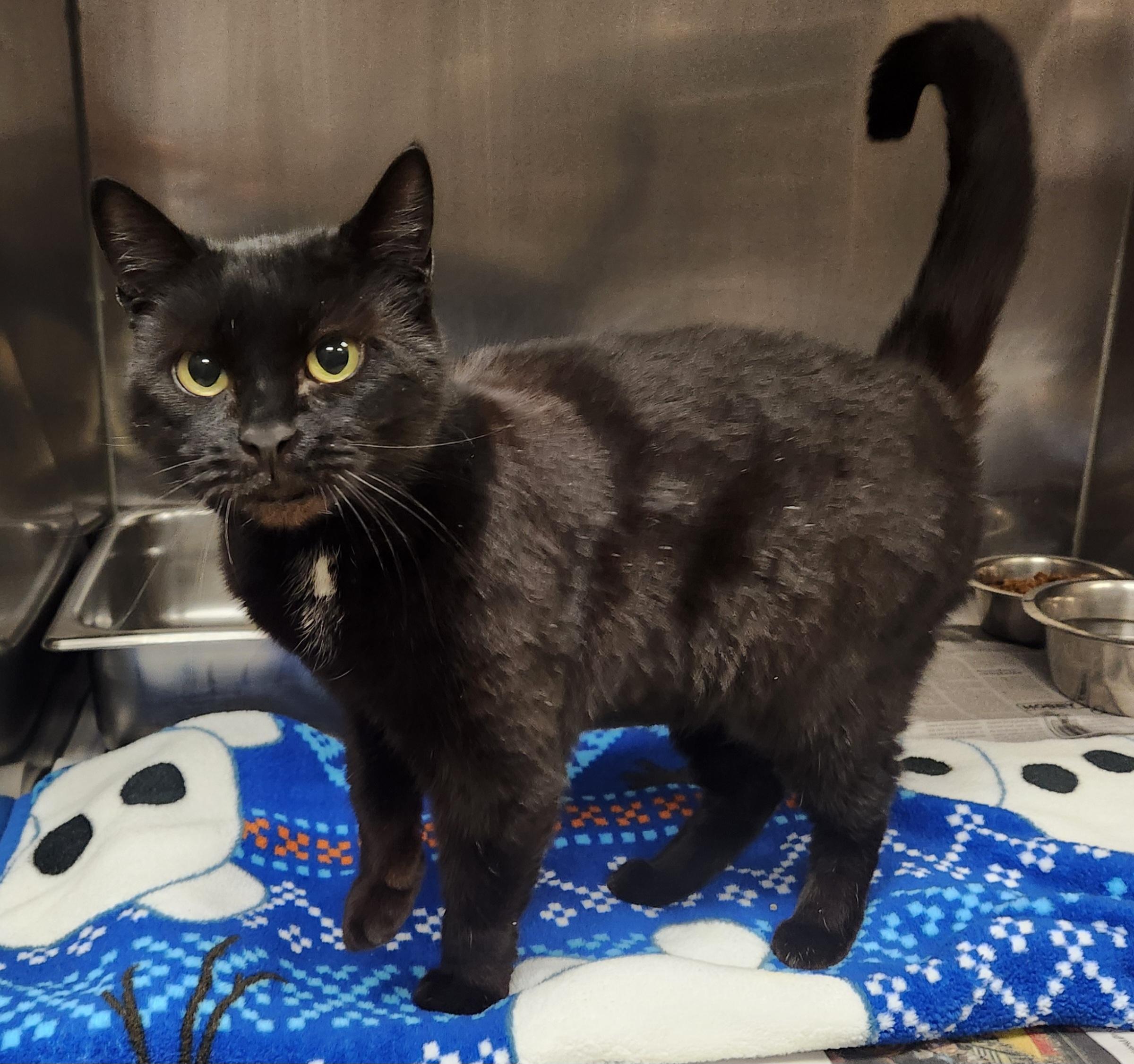 Ursula , ADOPTABLE, Senior Female Domestic Short Hair.
