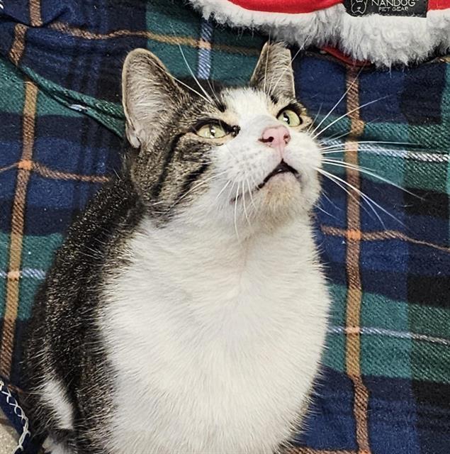 OLLIE, Adoptable, Senior Male Domestic Short Hair.