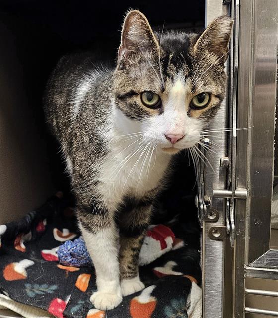 Enlarge OLLIE, a Adoptable Domestic Short Hair in Clyde, NC image 1/1