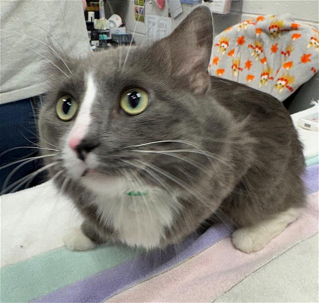 CORNED BEEF, Adoptable, Adult Male Domestic Short Hair.