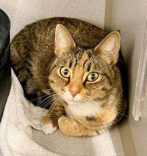 Akaiya, adopted, Adult Female Domestic Short Hair.