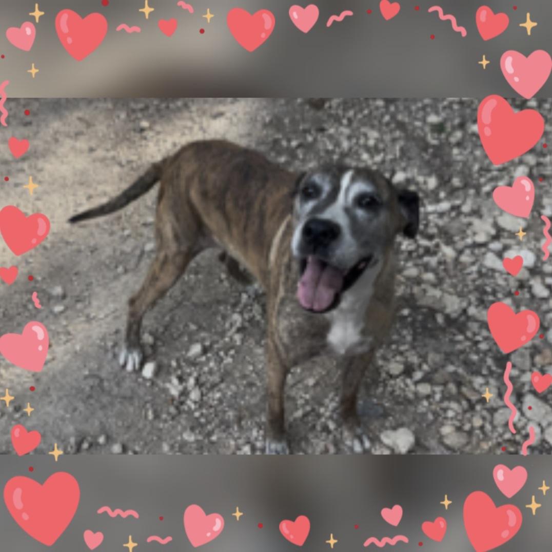 Suzy Q, Adoptable, Senior Female Pit Bull Terrier & Airedale Terrier.