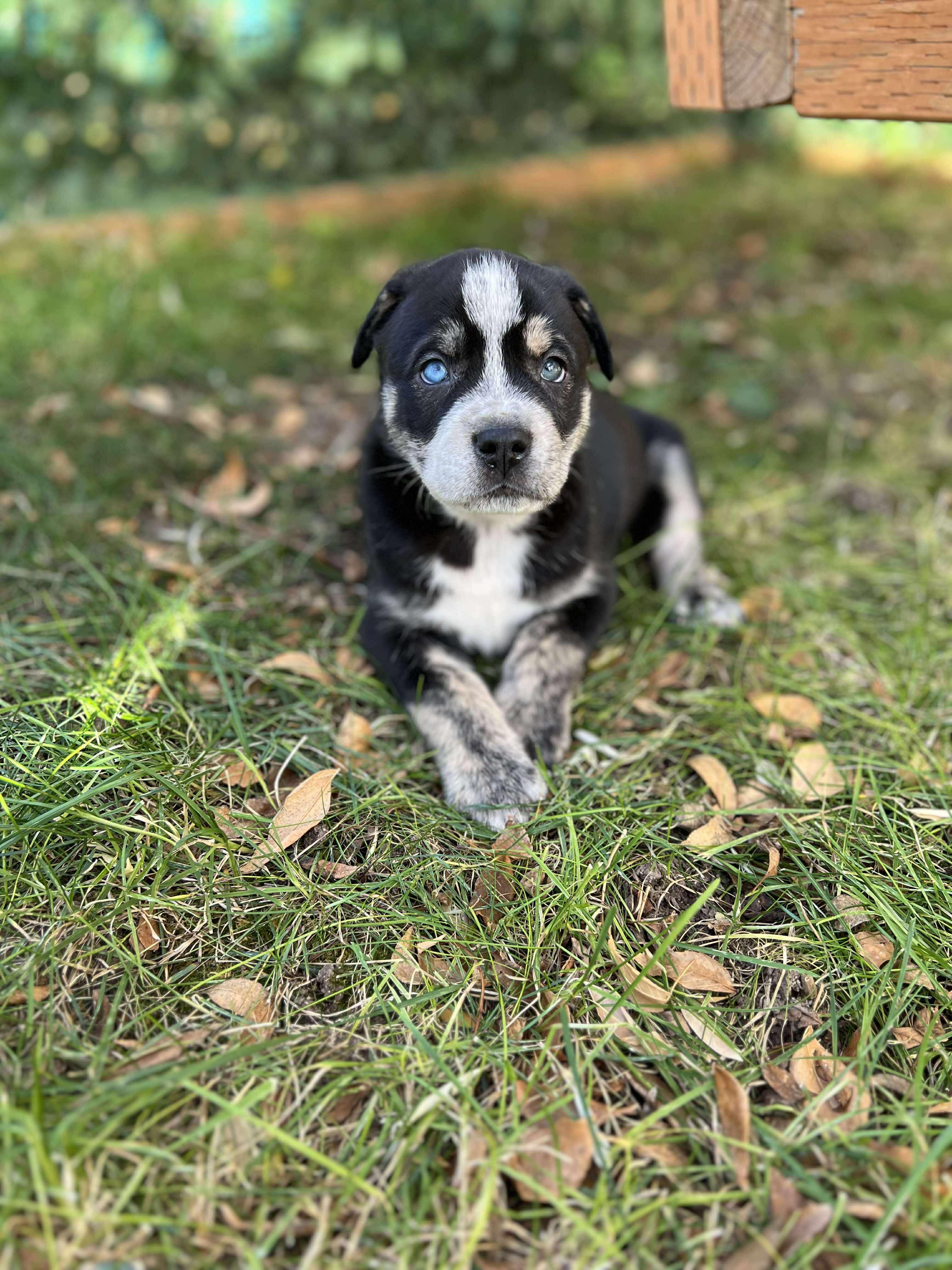 Salem, a Adoptable mixed breed in Kelso , WA image 3/6