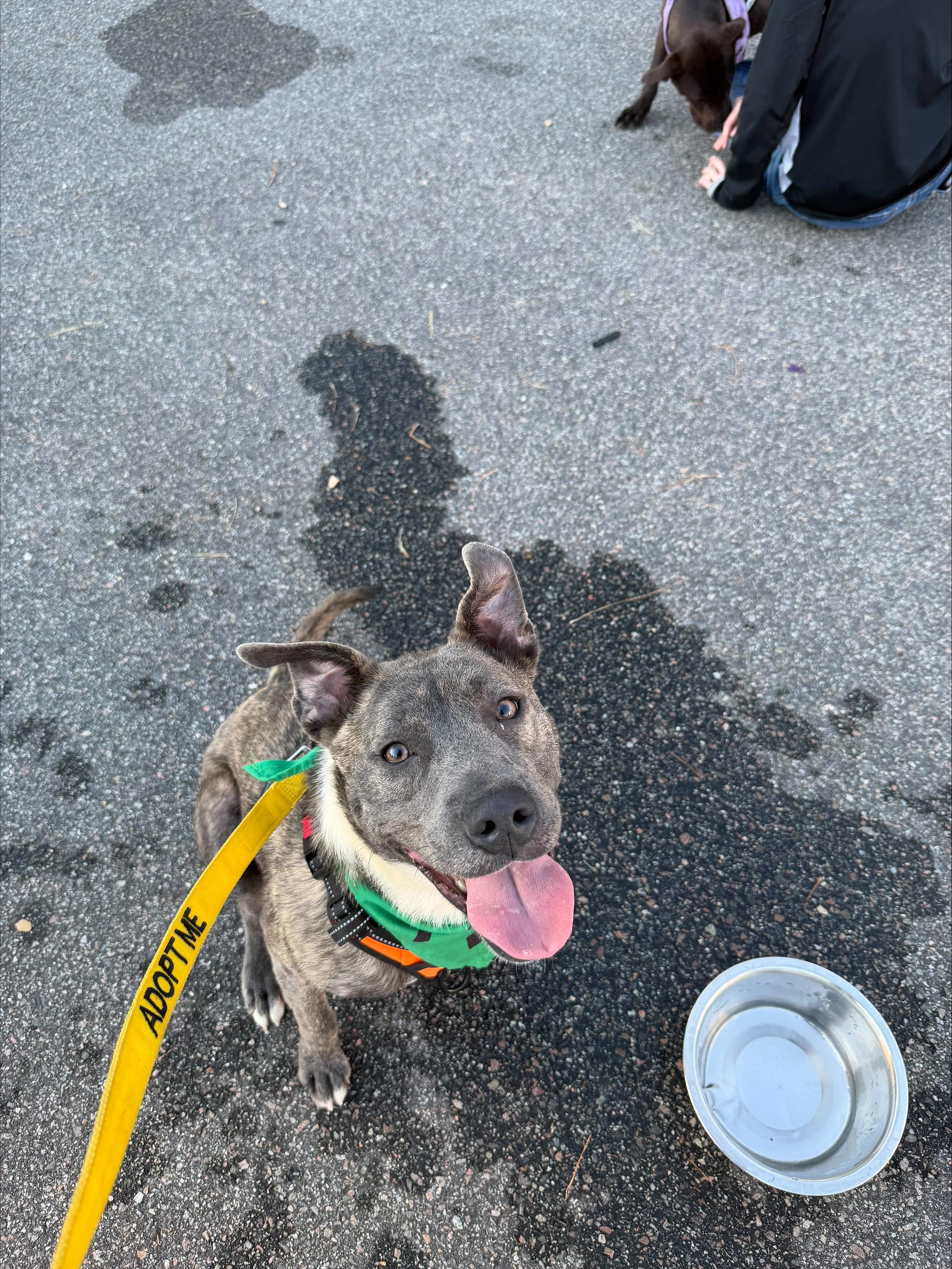 Prophet, a ADOPTABLE Mixed Breed in Georgetown, SC image 6/6