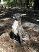 Prophet, a ADOPTABLE Mixed Breed in Georgetown, SC image 3/6