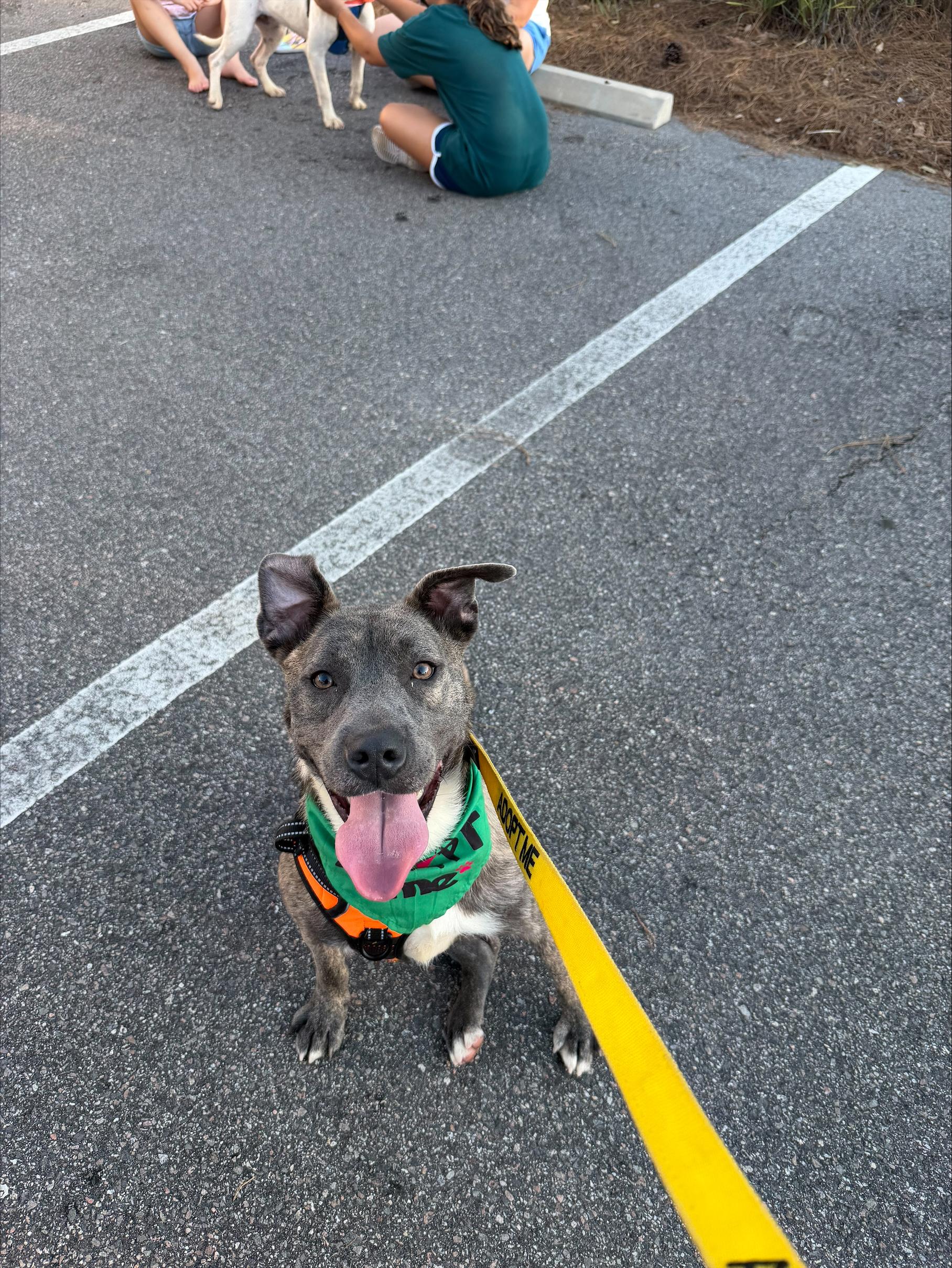 Prophet, a ADOPTABLE Mixed Breed in Georgetown, SC image 5/6