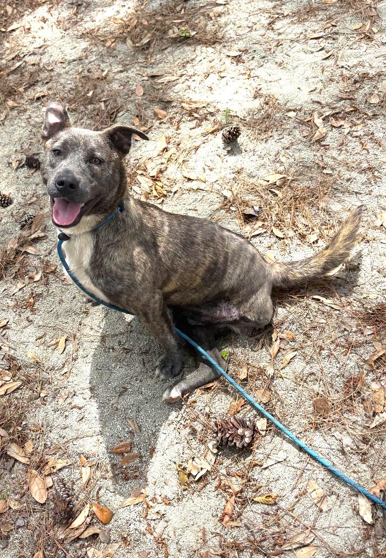 Prophet, ADOPTABLE, Young Male Mixed Breed.