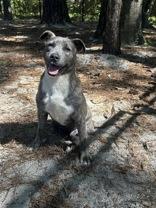 Prophet, a ADOPTABLE Mixed Breed in Georgetown, SC image 2/6