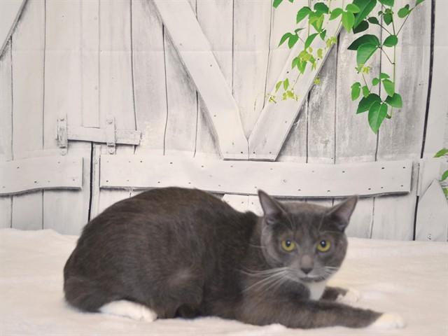 ASH, Adoptable, Adult Female Domestic Short Hair & Domestic Short Hair.