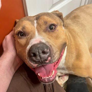 Nardo, a Adoptable Pit Bull Terrier in Valparaiso, IN image 1/6