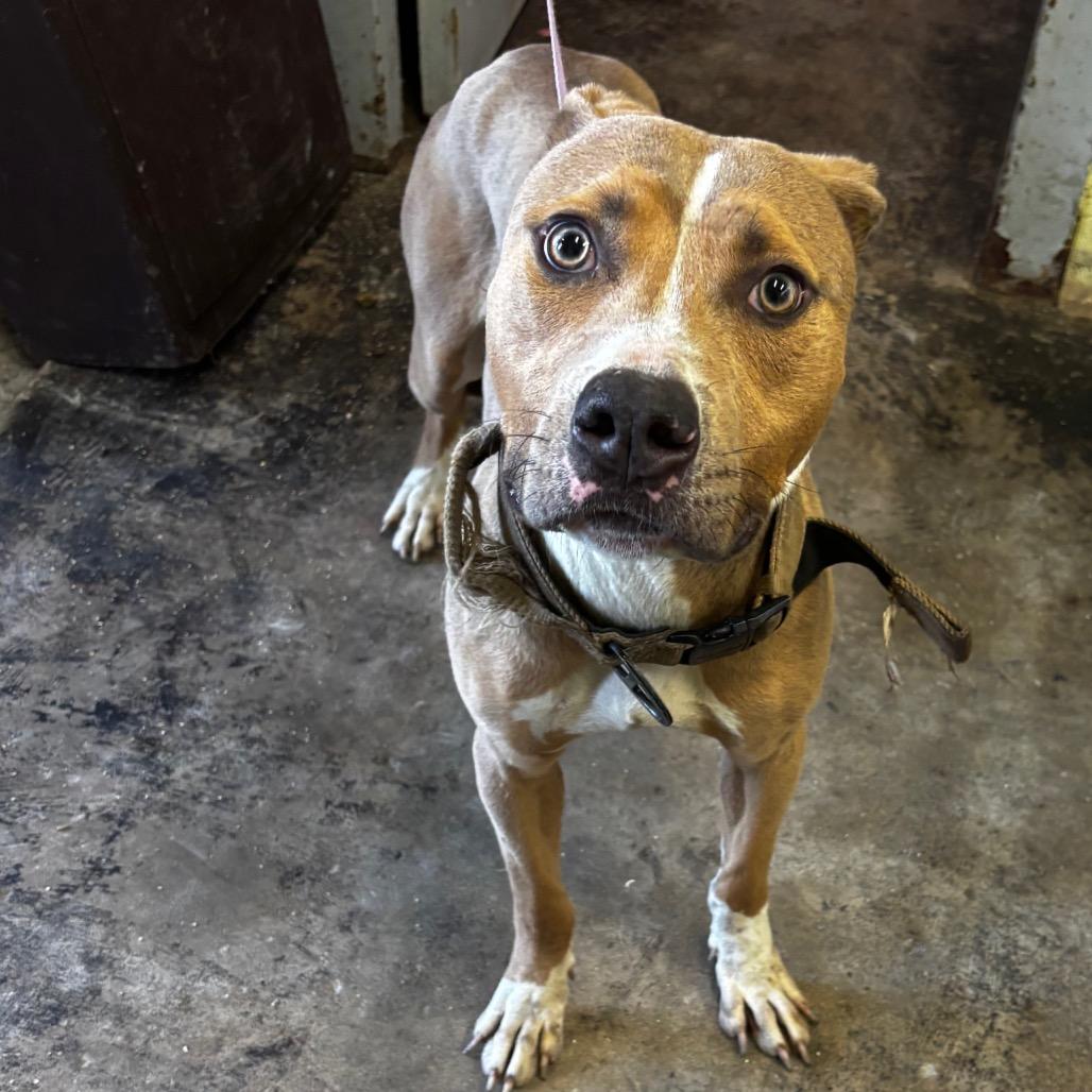 Nardo, a Adoptable Pit Bull Terrier in Valparaiso, IN image 3/6