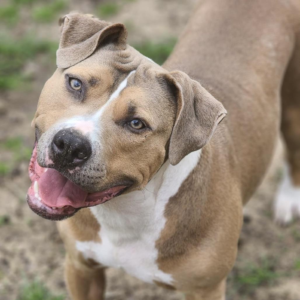 Enlarge Nardo, a Adoptable Pit Bull Terrier in Valparaiso, IN image 3/6