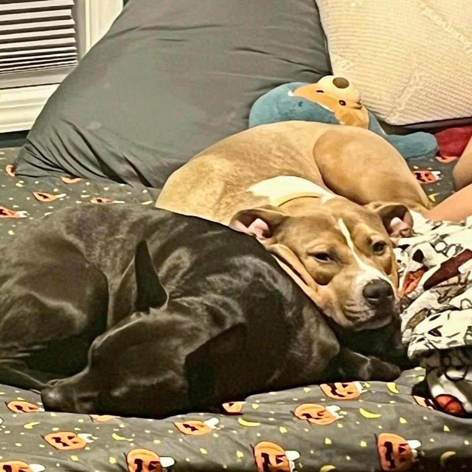 Enlarge Nardo, a Adoptable Pit Bull Terrier in Valparaiso, IN image 3/6