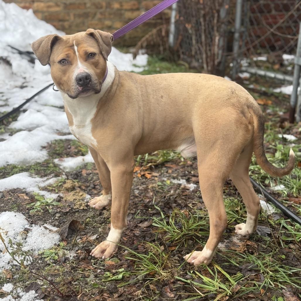 Nardo, a Adoptable Pit Bull Terrier in Valparaiso, IN image 4/6