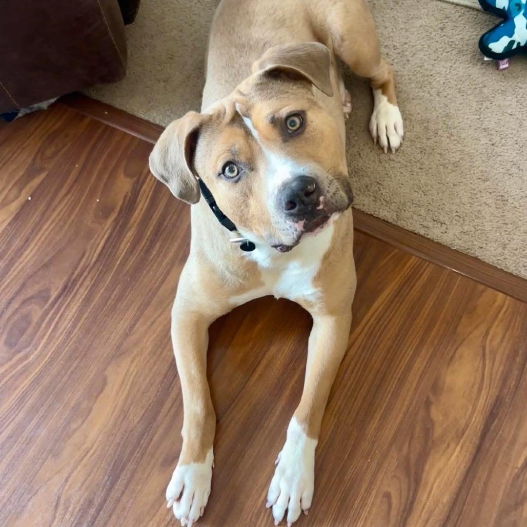 Nardo, a Adoptable Pit Bull Terrier in Valparaiso, IN image 5/6