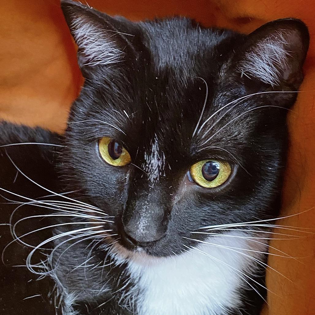 Grogu, Adoptable, Adult Male Domestic Short Hair.