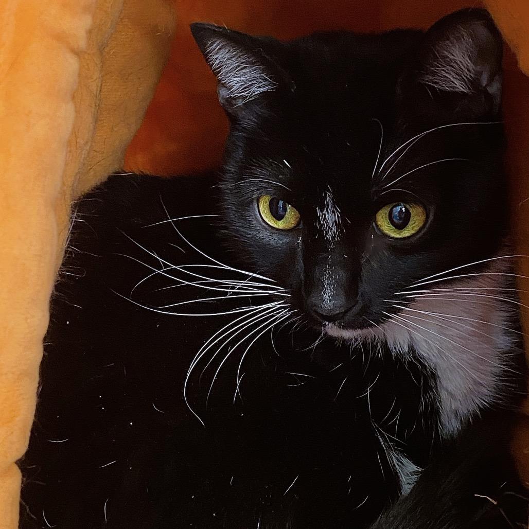 Enlarge Grogu, a Adoptable Domestic Short Hair in Huntsville, AL image 2/2