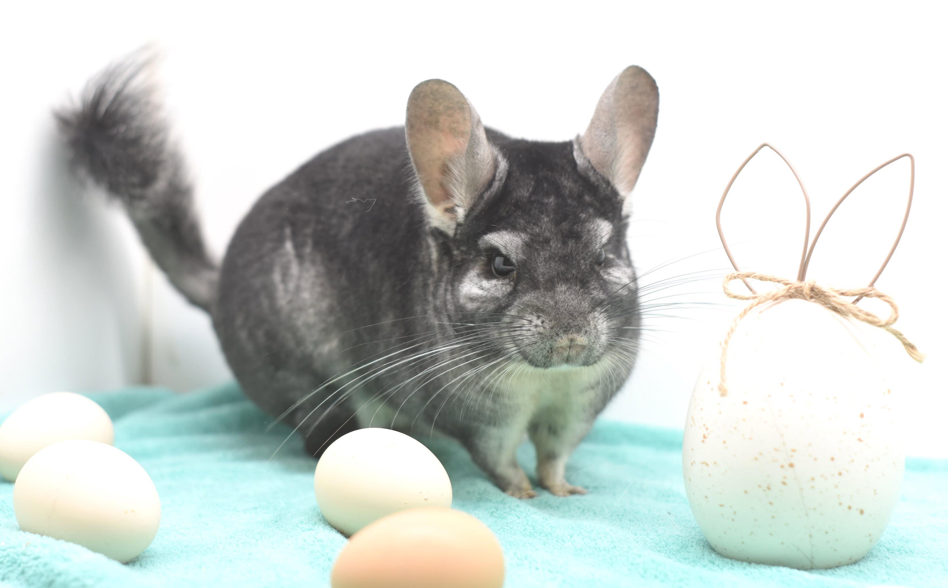 Enlarge Chance, an adopted Chinchilla in Wolcott, IN image 1/3