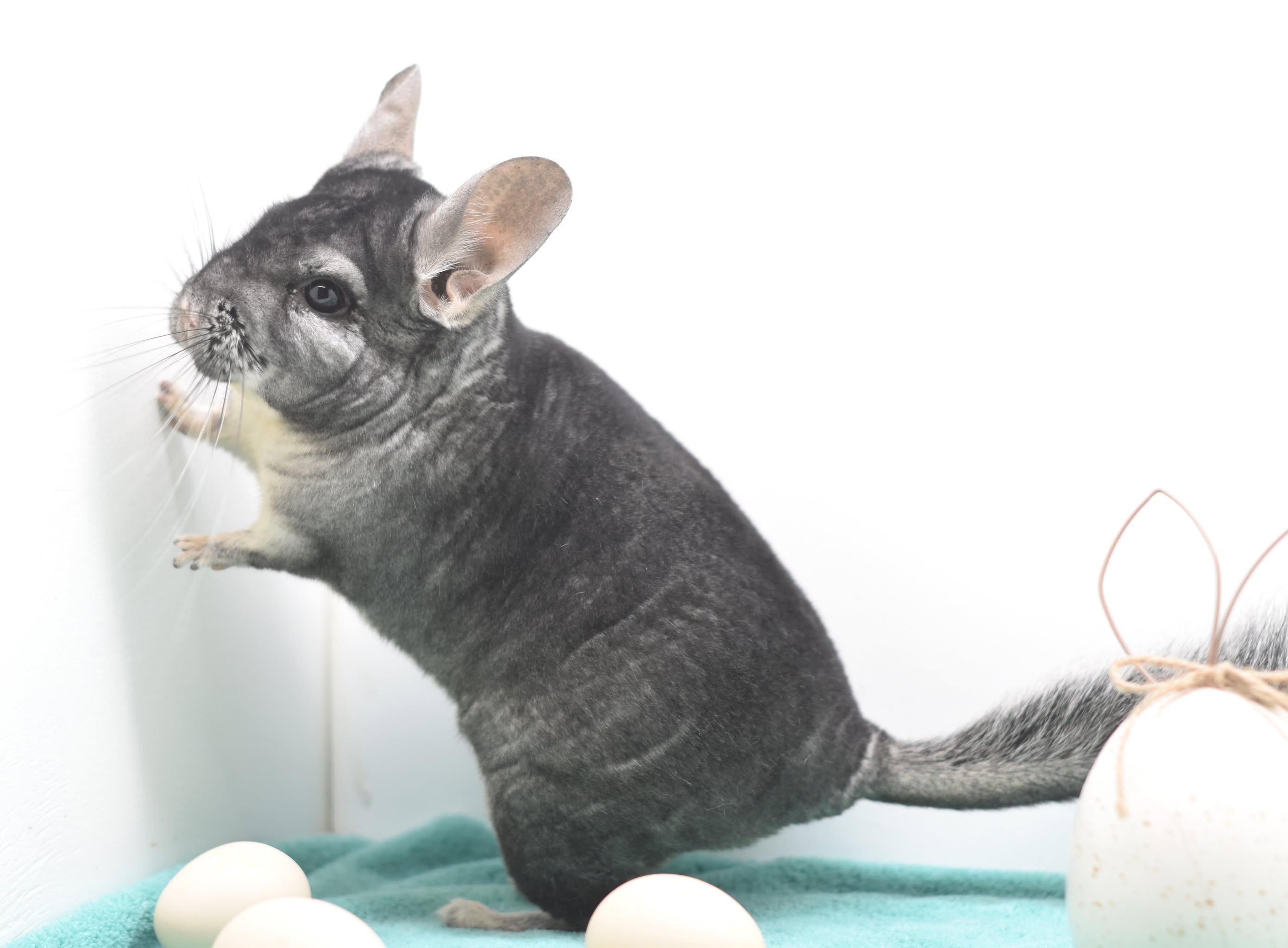 Enlarge Chance, an adopted Chinchilla in Wolcott, IN image 2/3