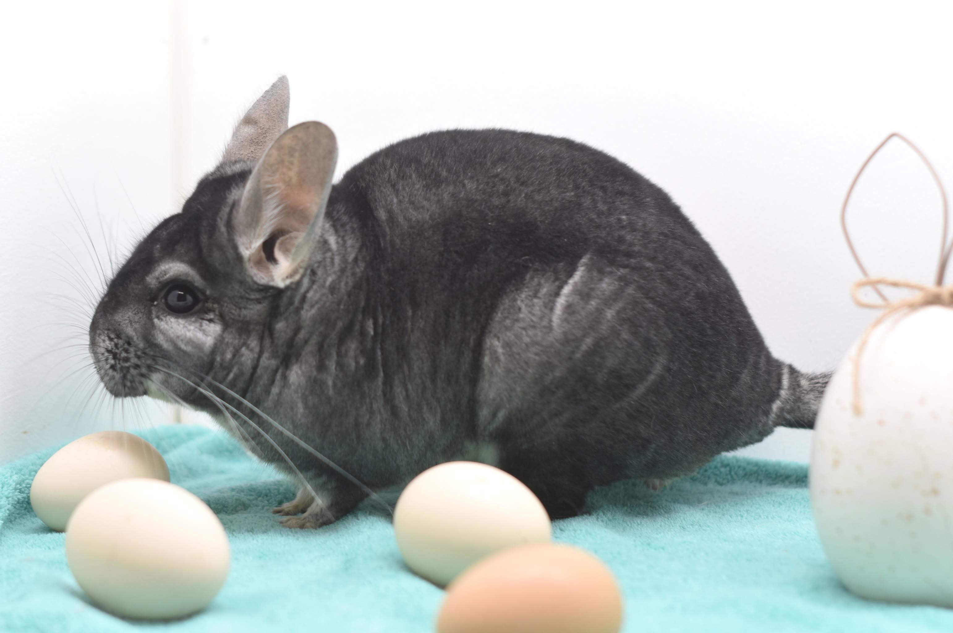 Enlarge Chance, an adopted Chinchilla in Wolcott, IN image 3/3
