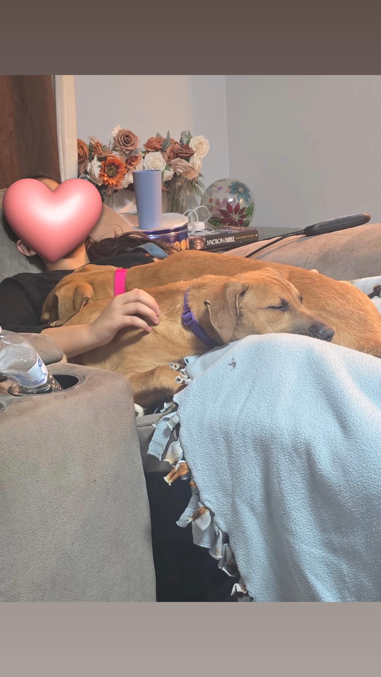 Enlarge Rosemary, a Adoptable mixed breed in Hiawatha, KS image 4/5