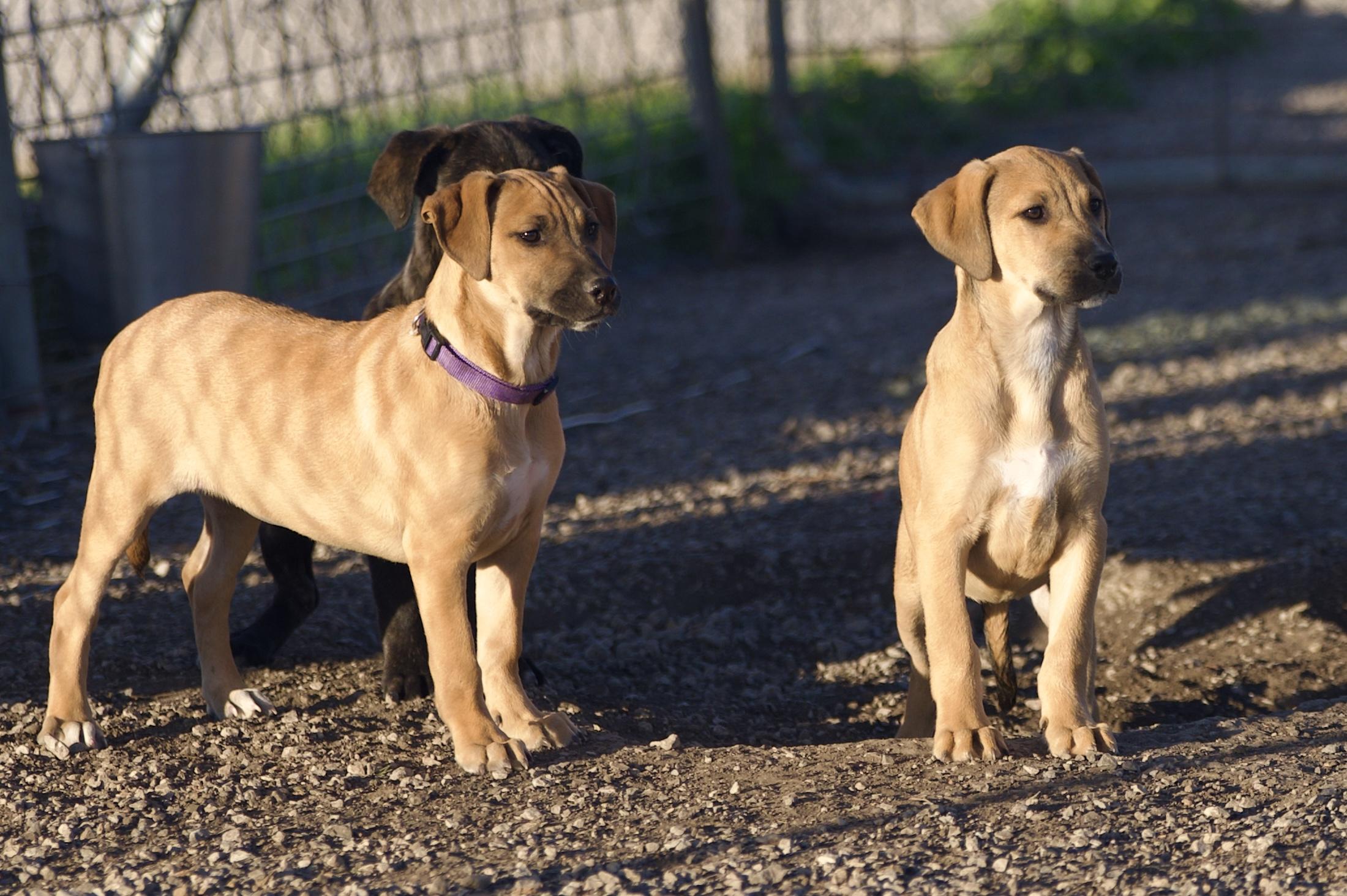 Enlarge Rosemary, a Adoptable mixed breed in Hiawatha, KS image 2/5