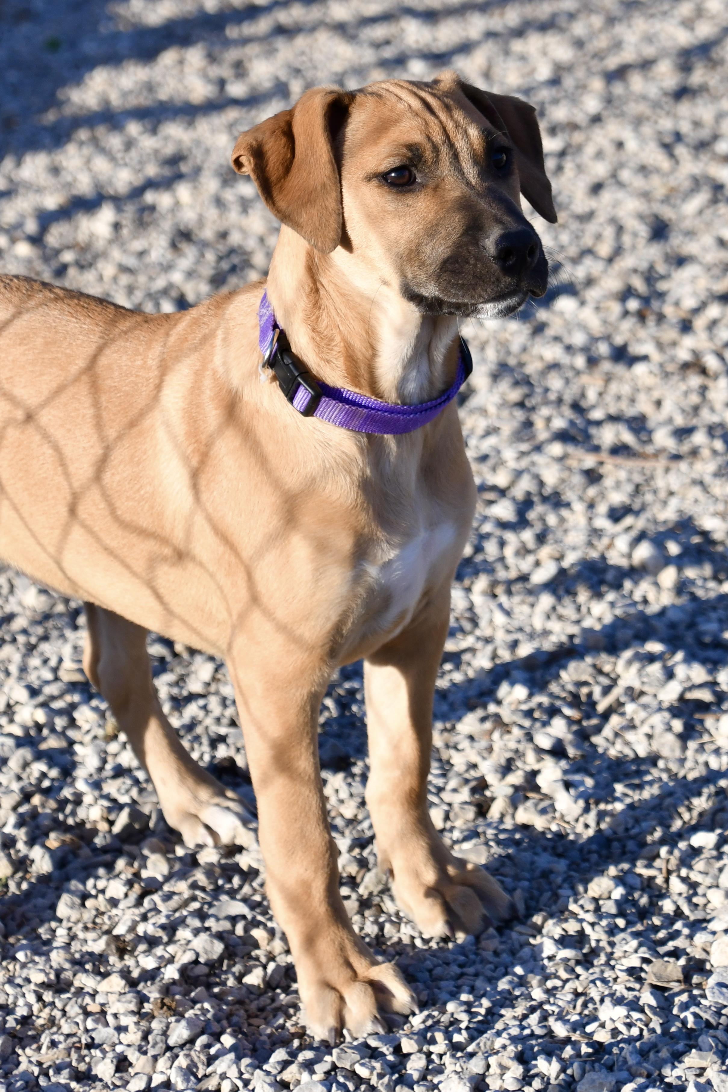 Enlarge Rosemary, a Adoptable mixed breed in Hiawatha, KS image 3/5