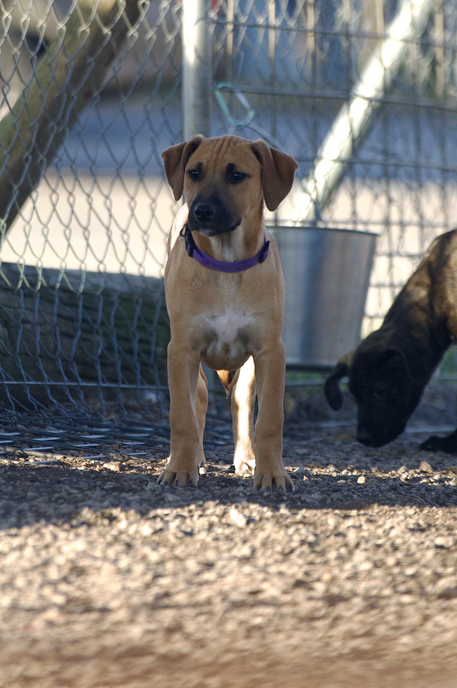 Enlarge Rosemary, a Adoptable mixed breed in Hiawatha, KS image 1/5