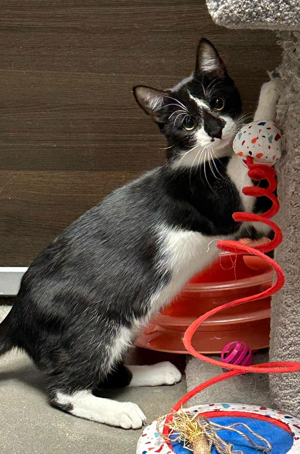 Billy, Adoptable, Kitten Male Domestic Short Hair & Tuxedo.