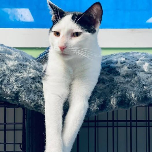 Rajah, Young Male Domestic Short Hair