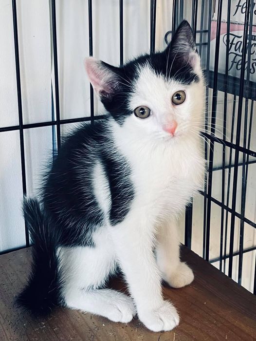 Rajah, a Adoptable Domestic Short Hair in Long Beach, NY image 2/4