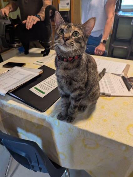 Rita, Adoptable, Adult Female Domestic Short Hair.